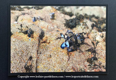Photographie "Les jolis détails de Locquirec - Finistère Nord"