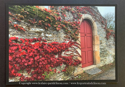 Photographie "Le lierre de la Palud au tour de la Pointe à Locquirec - Finistère Nord"